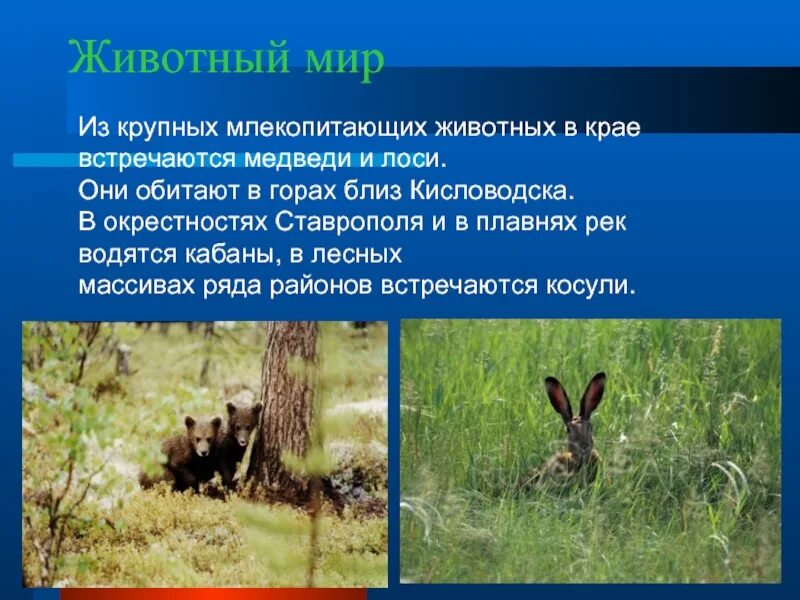 Какие животные обитают в твоей местности. Животный мир ставрополья. животный и растительный мир ставрополья. млекопитающие ставропольского края. животные и растения ставропольского края.