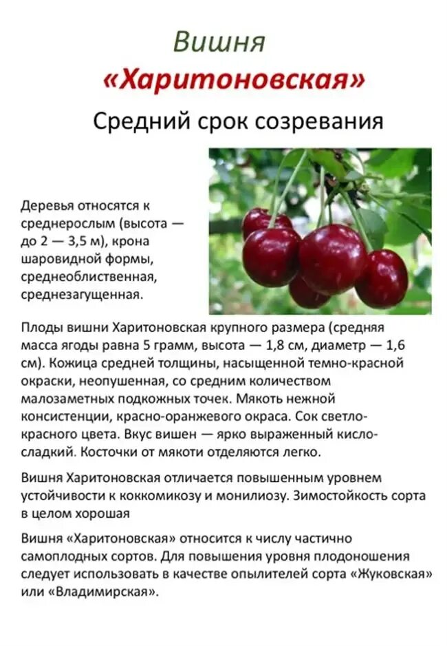 Вишня любская описание опылители. Характеристика вишни Харитоновская. Вишня Харитоновская описание сорта. Вишня Харитоновская описание. Вишня Шоколадница опылители.