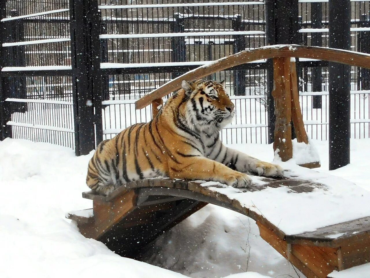 Животные города воронежа. Воронежский биосферный заповедник горностай. Воронежский биосферный заповедник. Дикие животные воронежской области. Олененок в природе.