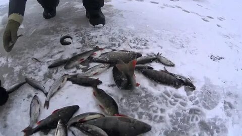 Рыбалка сегодня отчеты