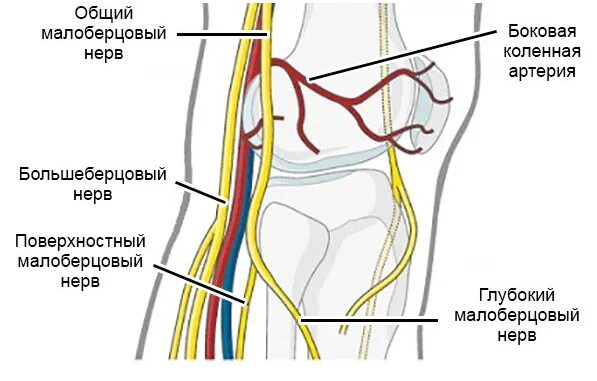 Малоберцовый нерв стопа. Артерии коленного сустава. Невропатия малоберцового. Кровеносные сосуды коленного сустава человека. Клиника неврита малоберцового нерва.