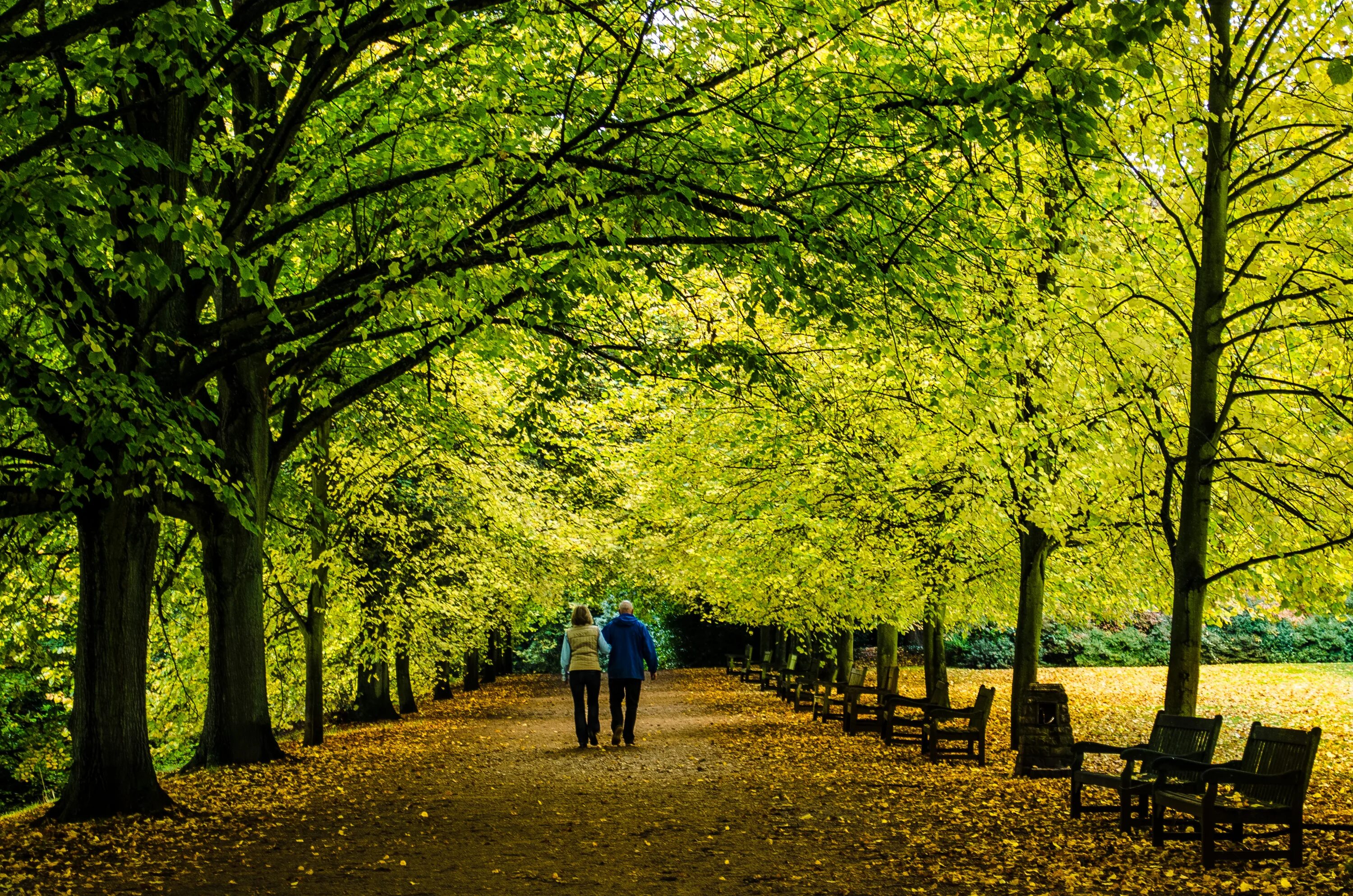 Park walk. Walk in the Park. Night walk in the Park. Stay on the Paths in the Park.