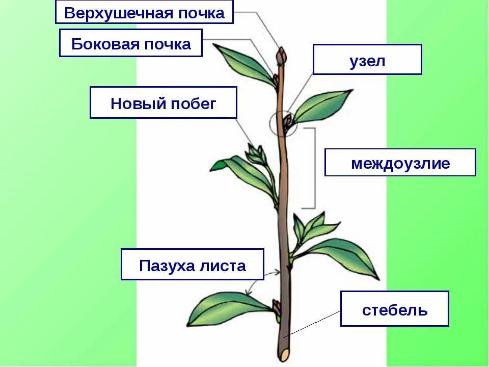 Побег это какой орган растения. Побег стебель почки междуузелье. пазушная почка побег стебель. лист почка узел междоузлие пазуха листа. междоузлие, побег, стебель.
