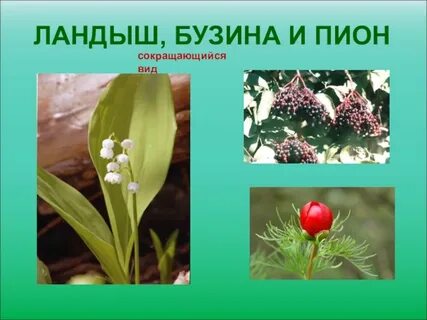 Красная книга ставропольского края растения и животные