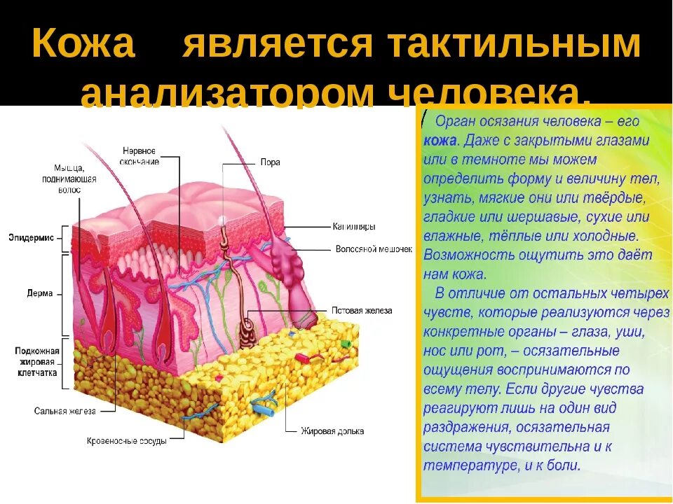 - Структура строения кожного анализатора. Кожный анализатор строение рецепторов. Схема мышечного анализатора человека. Строение кожно мышечного анализатора.