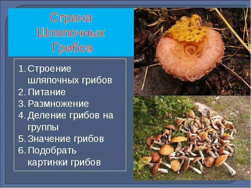 Значение шляпочных грибов в жизни человека. Шляпочные грибы в жизни человека. Значение шляпочных грибов. Значение шляпочных грибов в природе. Шляпочные грибы значение.