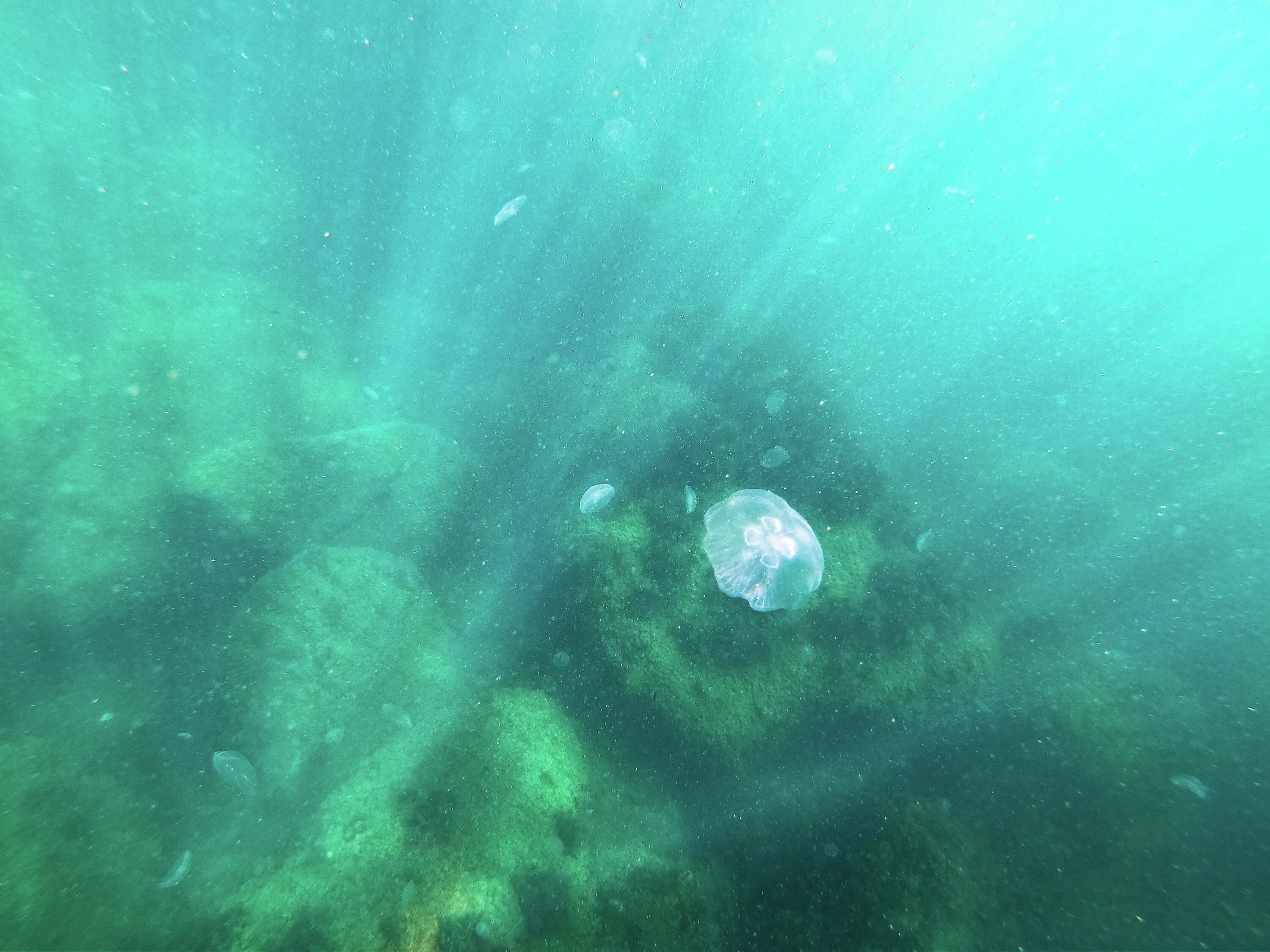 Дно черного моря сероводород. Черное море под водой. Планктон в черном море. Морское дно черного моря.