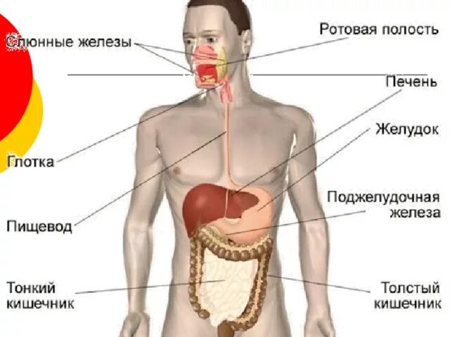 Какую роль играет желудок: найдено 87 изображений