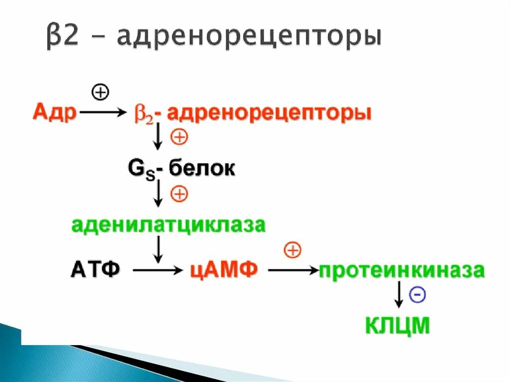 Альфа и бета адренорецепторы. Бета 2 адренорецептор. Локализация бета 2 адренорецепторов. Β2-адренорецепторы. B2 адренорецепторы механизм действия.