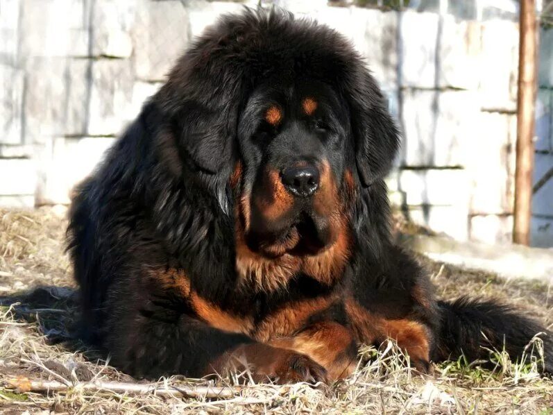 Огромная собака порода. Тибетский мастиф. Тибетский мастиф Хонг Донг. Мастиф тибетский мастиф. Тибетский мастиф черный.