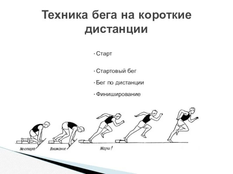 Назовите фазы бега на короткие дистанции. Бег на короткие дистанции фазы бега. техника выполнения короткой дистанции 60м. фазы техники бега на короткие дистанции. техника бенатна короткие листанции.