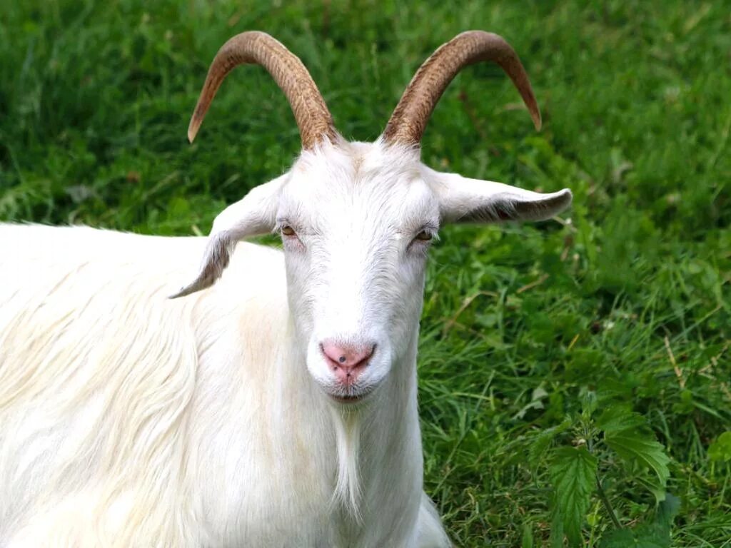 Белая коза. Белая коза. К чему снится коза женщине. Белая коза снится. Гималайский козел.