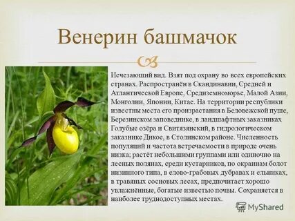 Почему венерин башмачок