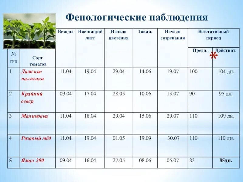 Наблюдение за растением 6 класс биология. Фенологические наблюдения. Фенологические наблюдения это наблюдения. Фенологические наблюдения таблица. План фенологических наблюдений за растениями.