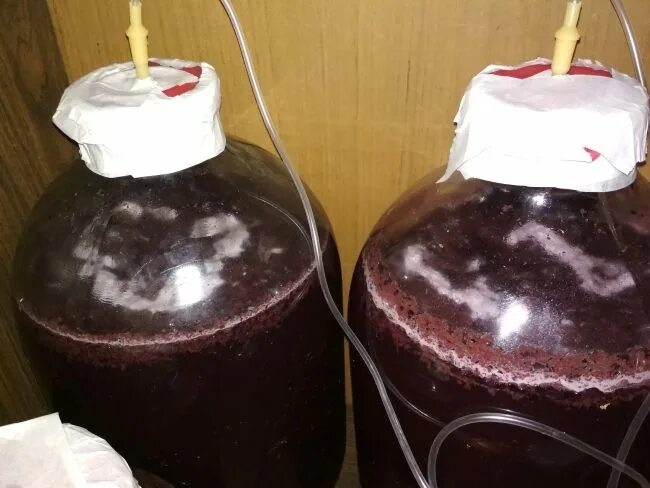 Вино домашнее белый налет. Плесень на домашнем вине. Вино домашнее белый налет. Вино домашнее белый налет. Вино домашнее белый налет.