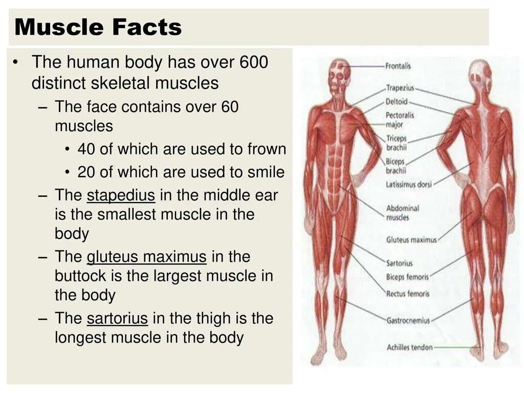 B d y h m s. Мышцы body. Body muscles names. Human body muscles. Muscles in Human body.