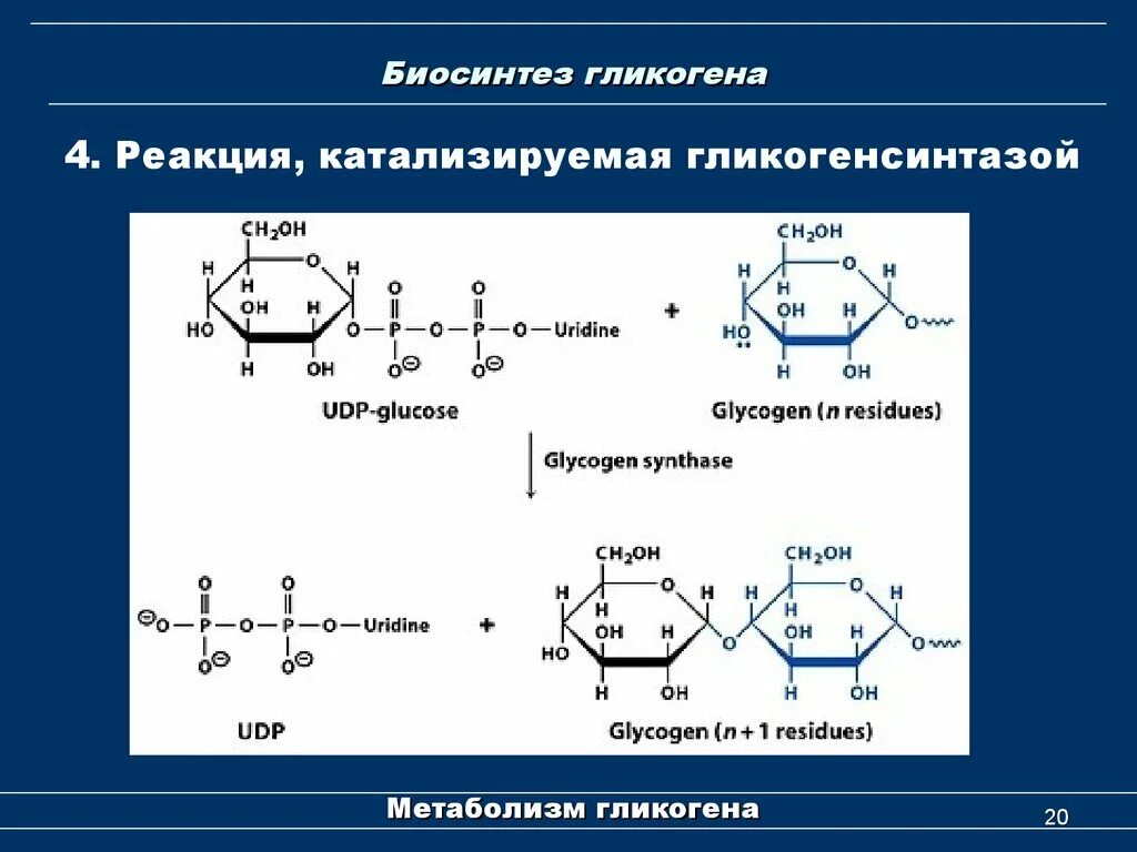 Биосинтез гликогена. Синтез гликогена (гликогеногенез).. Синтез и распад гликогена. Реакция с гликогенсинтазой. Синтез гликогена формулы.