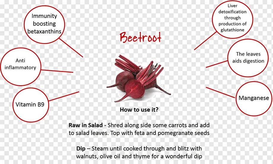 Свекла диаграмма. По английски строение beetroot. По английски Parts beetroot. Beetroot перевод