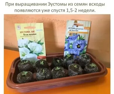 Как сажать эустому семенами