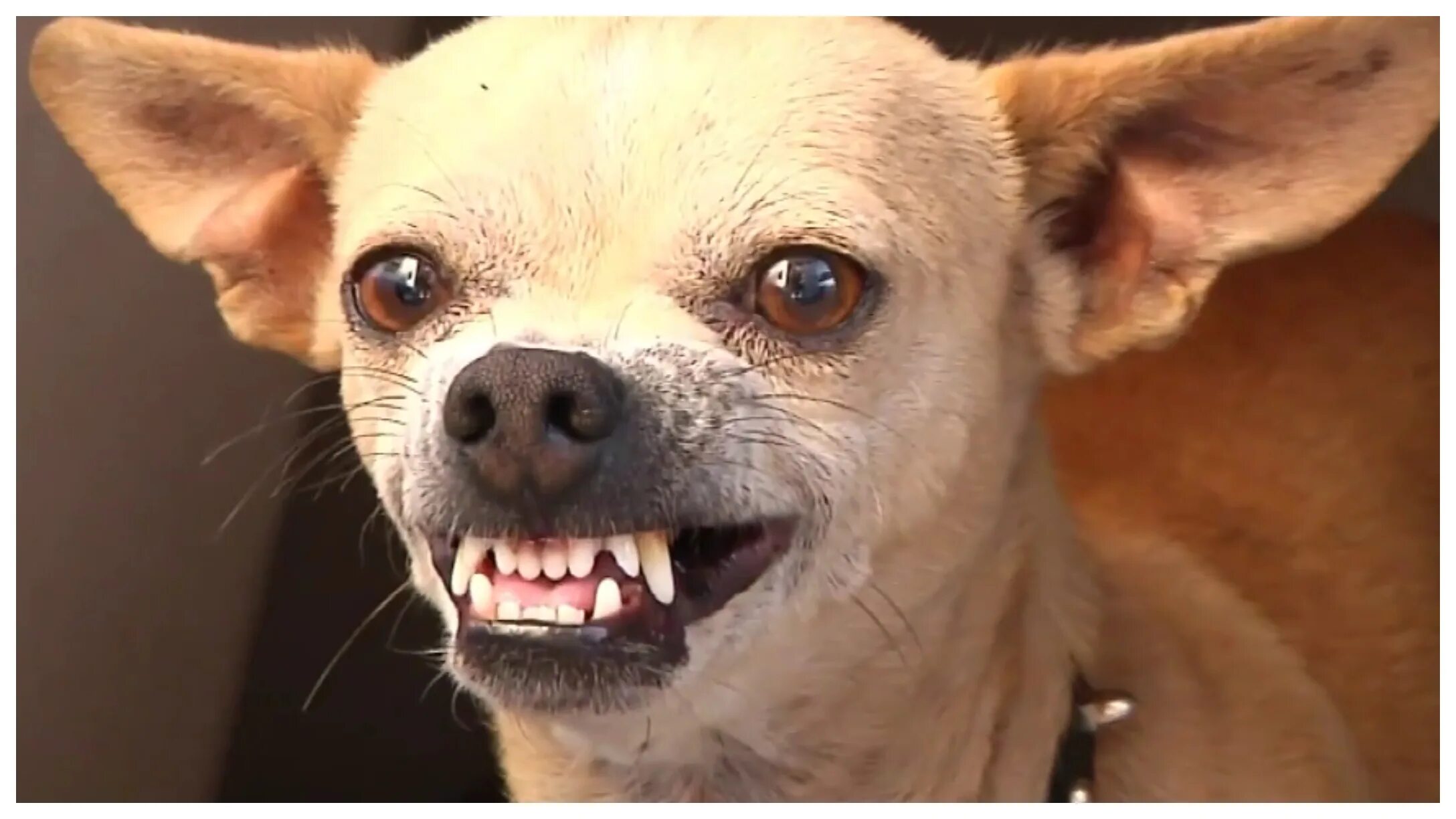 Чихуа трясется. Собака которая трясется порода. Чихуа трясется. Чихуахуа дрожит. Чихуахуа трясется.