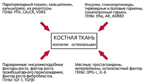 Особенности метаболизма костной ткани