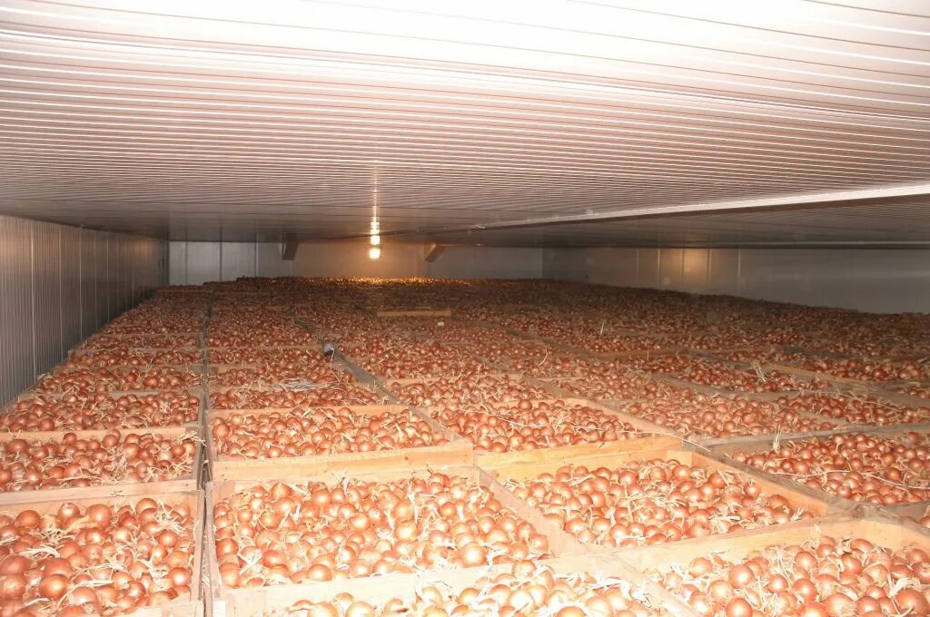 В овощехранилище было 1280 ц моркови когда. Картофелехранилище на 100 тонн. Овощехранилище 3000 тонн. Подземное промышленное овощехранилище. Овощехранилище ФС 22.