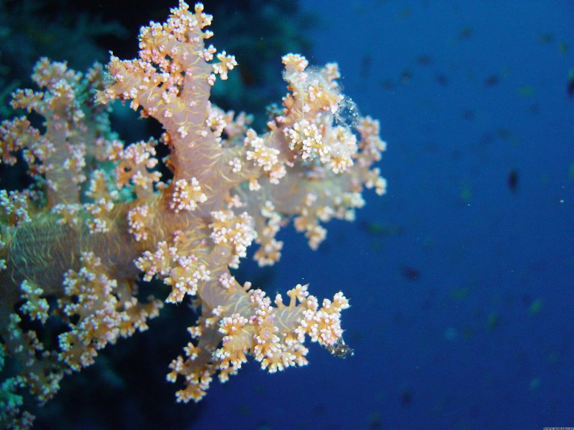 Коралловые полипы акропора. Жизнедеятельность кораллов. Коралловые полипы. Коралловые полипы кишечнополостные. Жизнедеятельность кораллов.