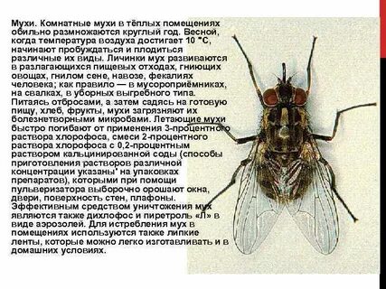 Почему появляются мухи