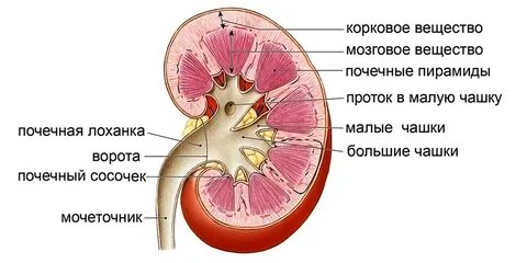 Причины увеличения лоханки почек