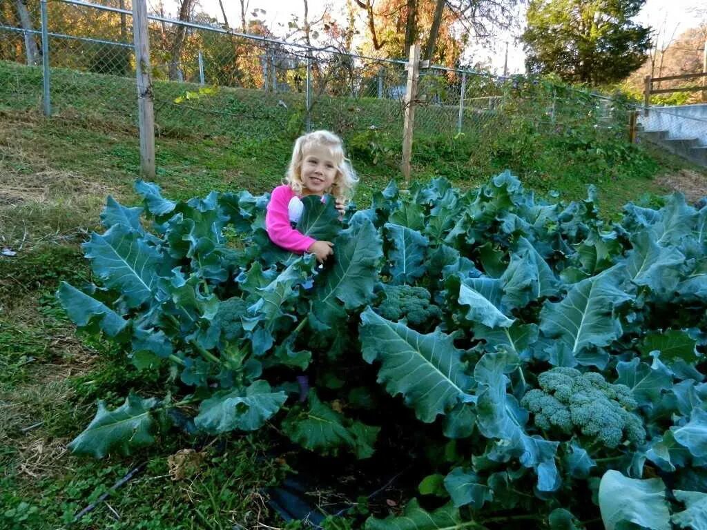 Капуста брокколи куст. Брокколи на грядке. Капуста брокколи в огороде. Капуста брокколи в открытом грунте.