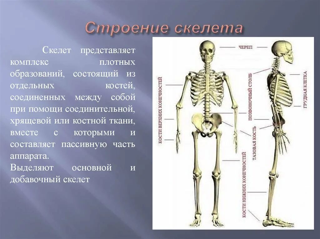 Выберите особенности строения скелета изображенного на рисунке. Строение скелета. Скелет человека анатомия. Структура скелета человека. Строение человеческого скелета.