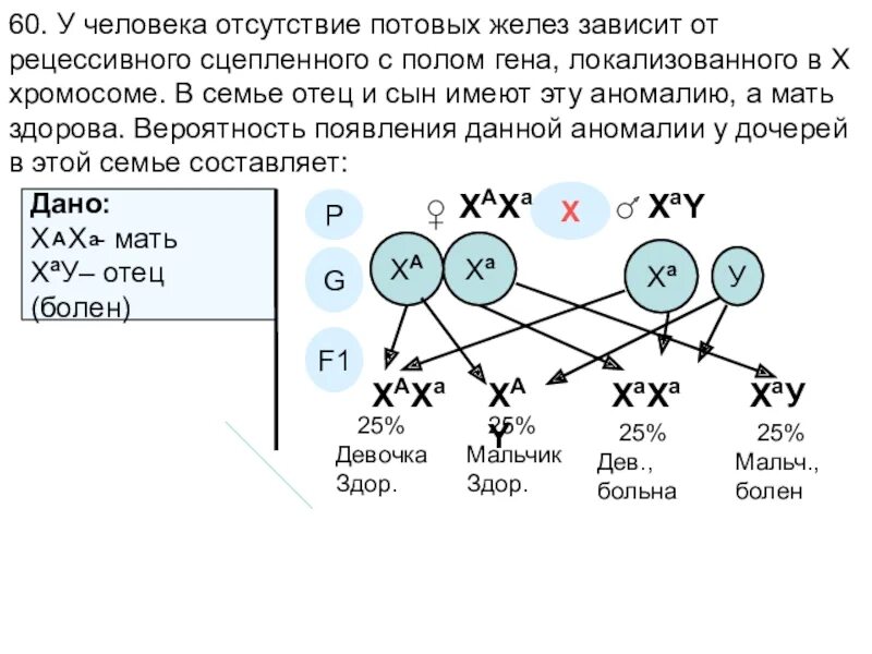 Генотип голубоглазых. Сцеплен с полом рецессивный задачи. задачи по генетике с полом. задачи по генетике генотип пола. отсутствие потовых желез сцепленное с полом.
