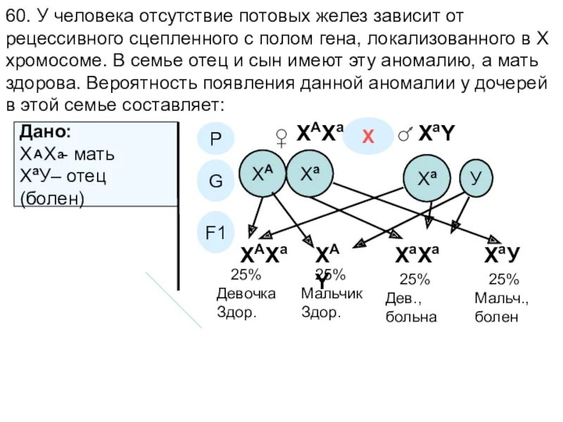 Отец доминирует над дочерью. Сцеплен с полом рецессивный задачи. Задачи по генетике с полом. Задачи по генетике генотип пола. Отсутствие потовых желез сцепленное с полом.