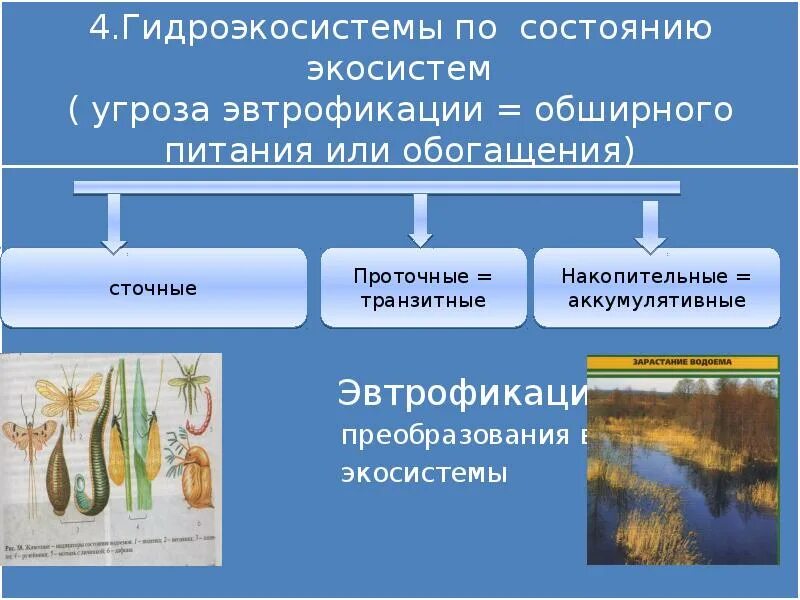 Водные экосистемы презентация. Многообразие водных биогеоценозов. Экологическая система водная. Водные экосистемы примеры. Изменения в водных экосистемах