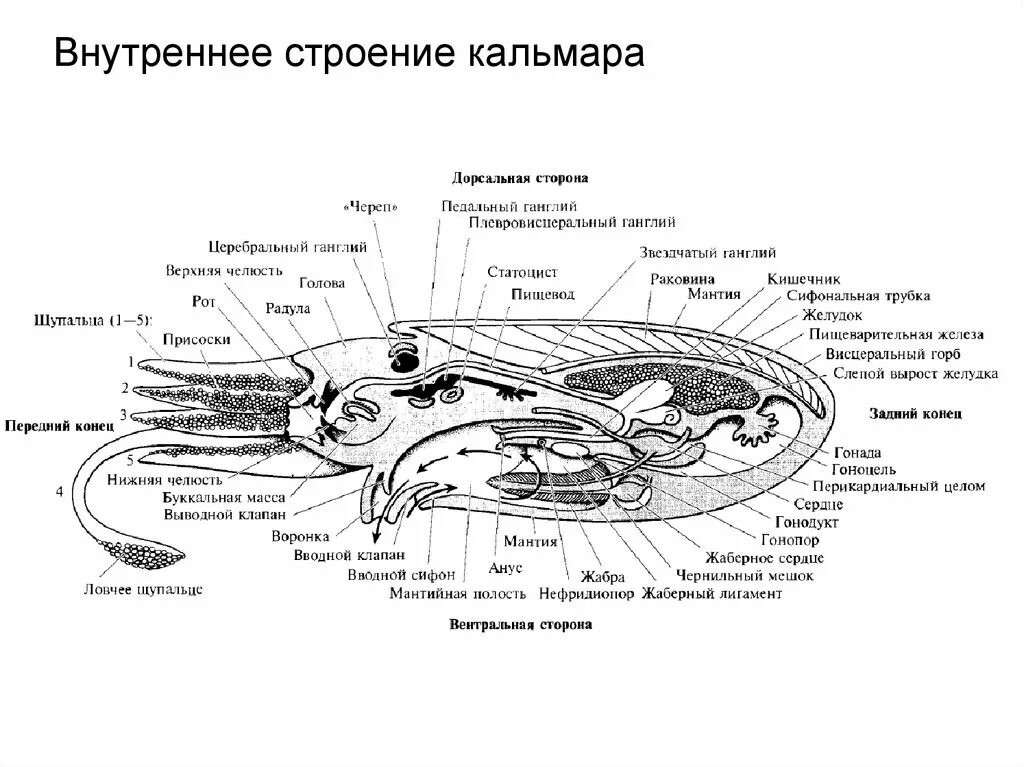 Органы размножения открываются в мантийную полость. Строение головоногих моллюсков схема. Головоногие моллюски строение кальмар. Строение кальмара схема. Внутреннее строение головоногих моллюсков.