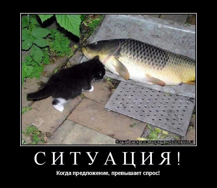 Ни рыба. Рыба демотиватор. Рыба вставай я в депрессии. Кот и рыба юмор. Демотиватор повезло.