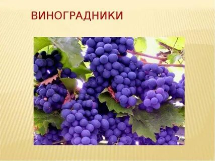 Презентация кубани
