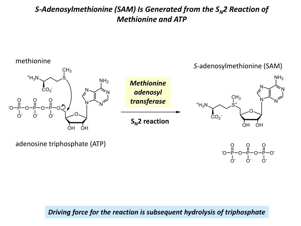 Участие s аденозилметионина в реакциях трансметилирования. S-аденозилметионин (Sam). Метионин в аденозилметионин. Метионин в s-аденозилметионин. Аденозилметионин биохимия.