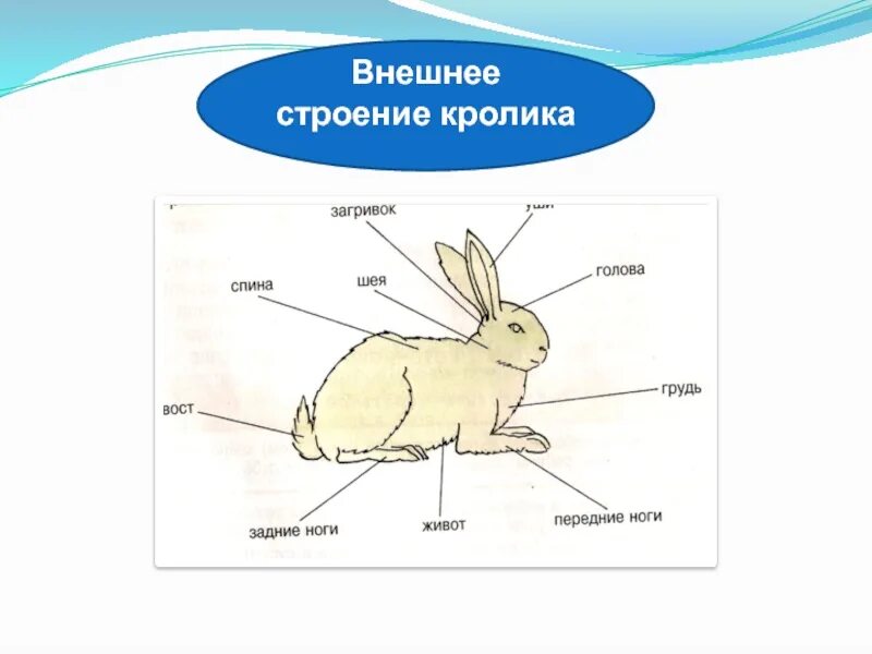 Изучает внешнее строение животных. Внешнее строение млекопитающих кролик. внешнее строение дикого кролика. анатомия кролика внешнее и внутреннее строение. внешние органы у кроликов.