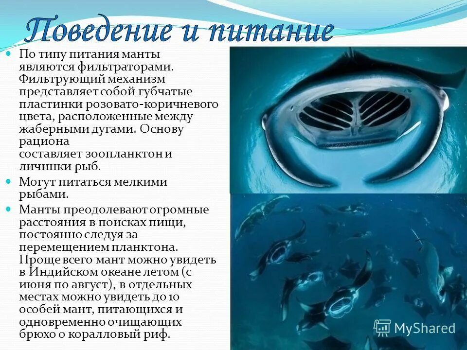 почему их называют придонными фильтраторами. почему их называют придонными фильтраторами. двустворчатые моллюски фильтраторы моря. класс двустворчатые моллюски представители. почему их называют придонными фильтраторами.