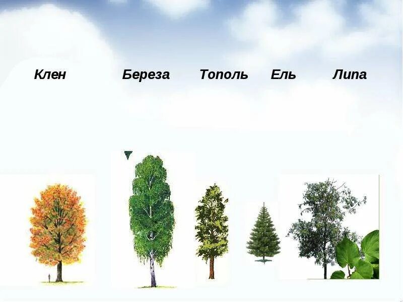 Как отличить тополь. Тополь липа отличие. Тополь осина липа отличия. Тополь и липа. Лист липы и тополя отличия.