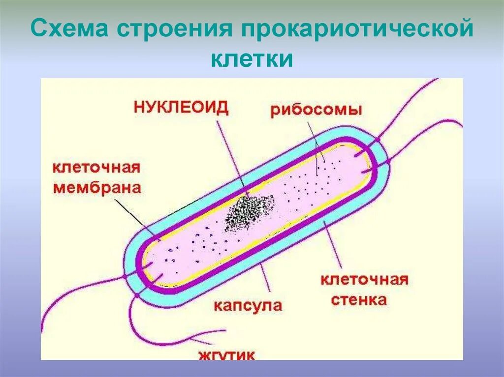 Прокариот схема. Схема строения прокариотической клетки. Строение прокариотической клетки бактерии. Строение бактериальной клетки прокариот. Строение клетки прокариот.