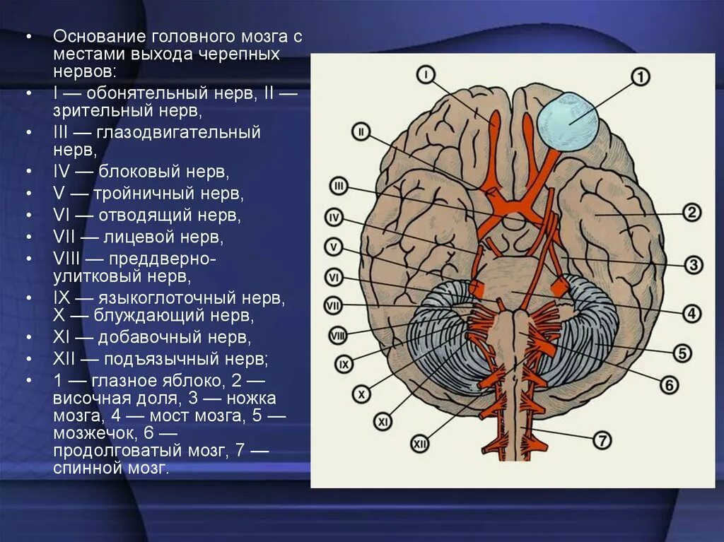 Сколько нервов отходит от головного мозга. 12 пар черепно-мозговых нервов строение. черепно мозговые нервы расположение. топография корешков черепных нервов. топография 12 пар черепных нервов.