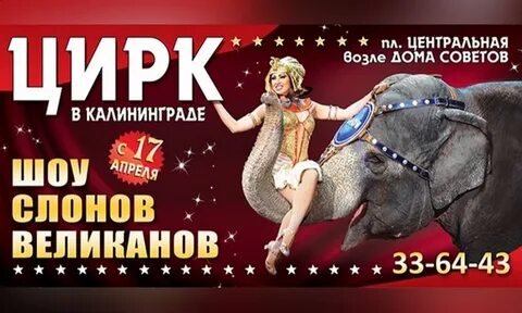 Билеты в цирк калининград