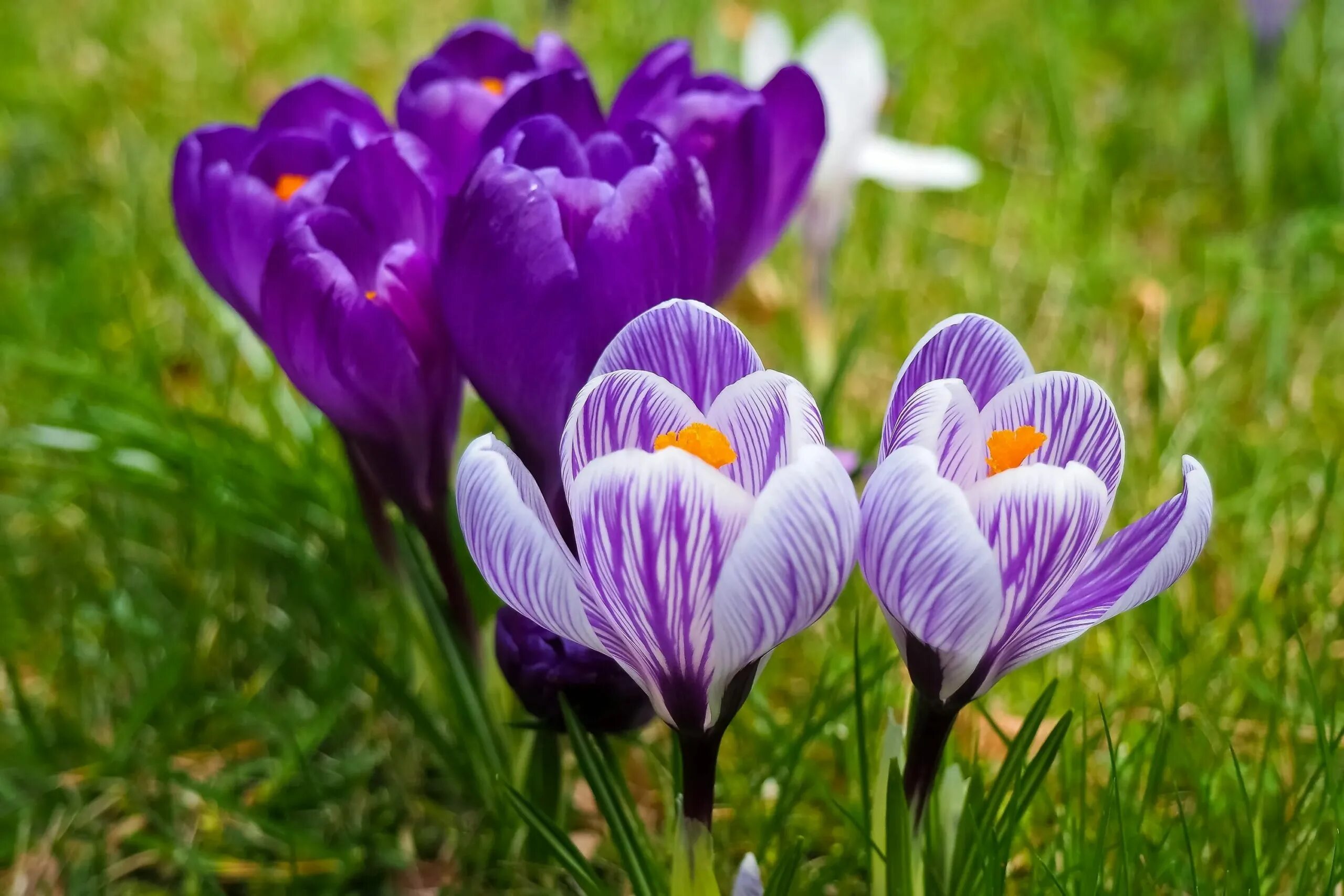 Крокос. Альпийский Крокус. Крокус цветок. Крокус (Crocus). Крокус фиолетовый.