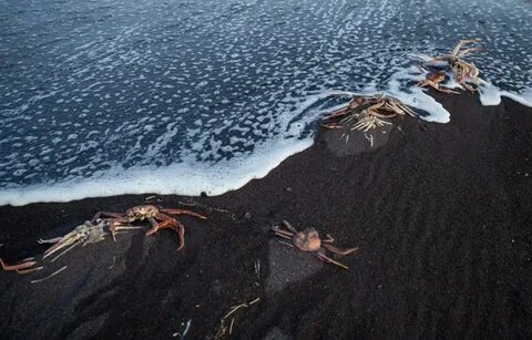 Погибающие море