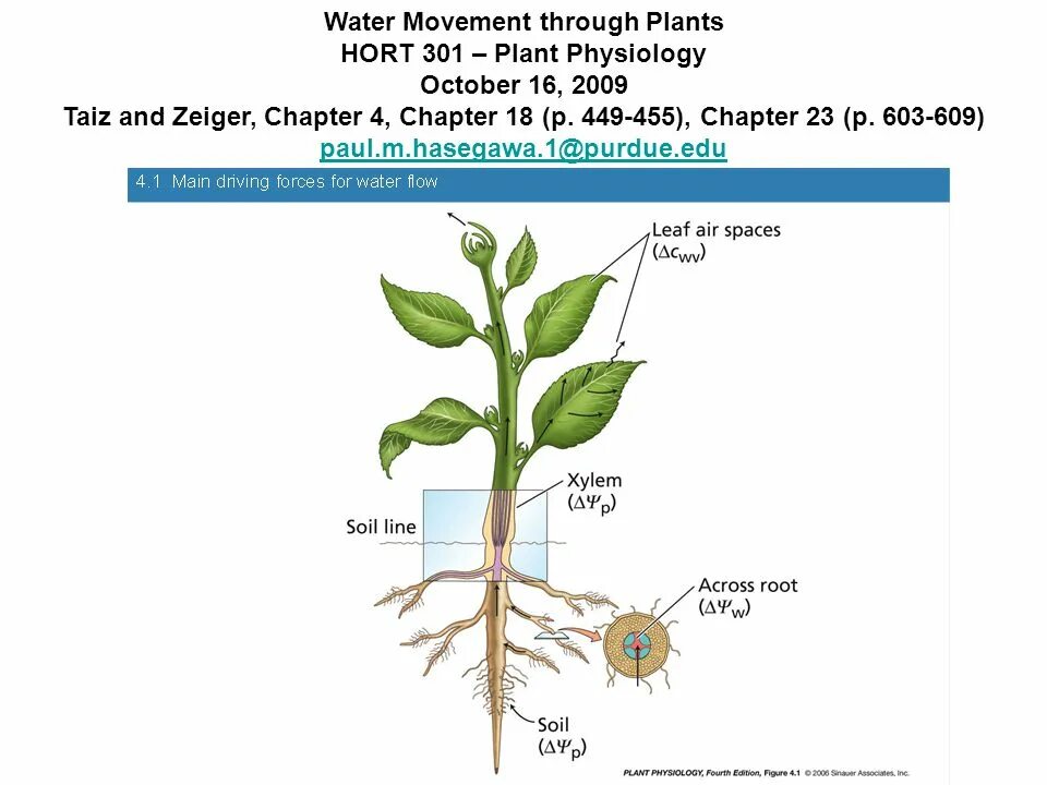 Plant physiology. Объект физиологии растений. Физиология растений рисунок. Физиология растений примеры.