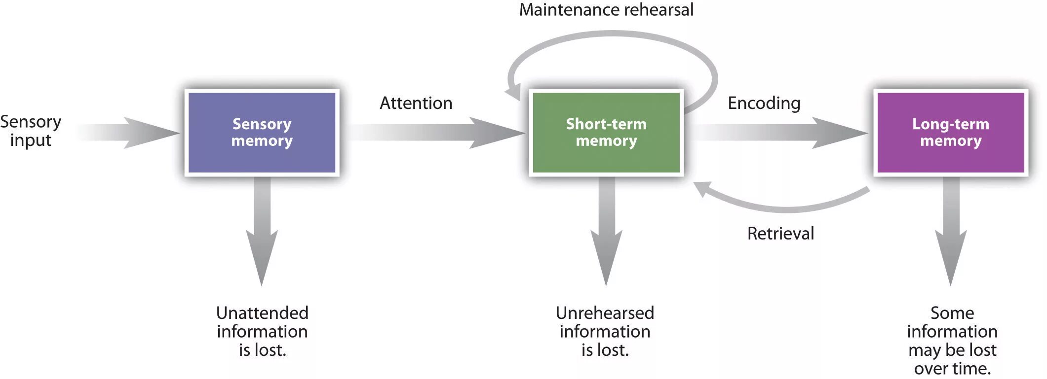 Types of Human Memory. Memory and attention. Stages of the Memory process. Main Types of Human Memory. Attention system