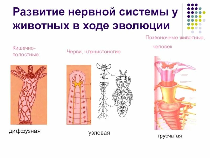 Типы нервной системы беспозвоночных животных. Типы нервной системы животных строение. нервная система позвоночных животных. типы нервных систем у животных 6 класс.