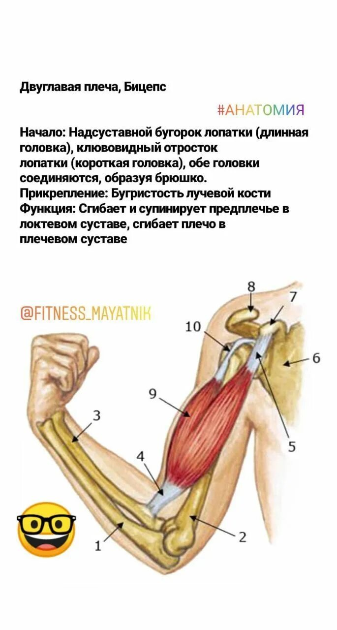 К чему крепится бицепс. Двуглавая мышца анатомия. Двуглавая мышца руки функции. Строение бицепса. Длинная головка бицепса.